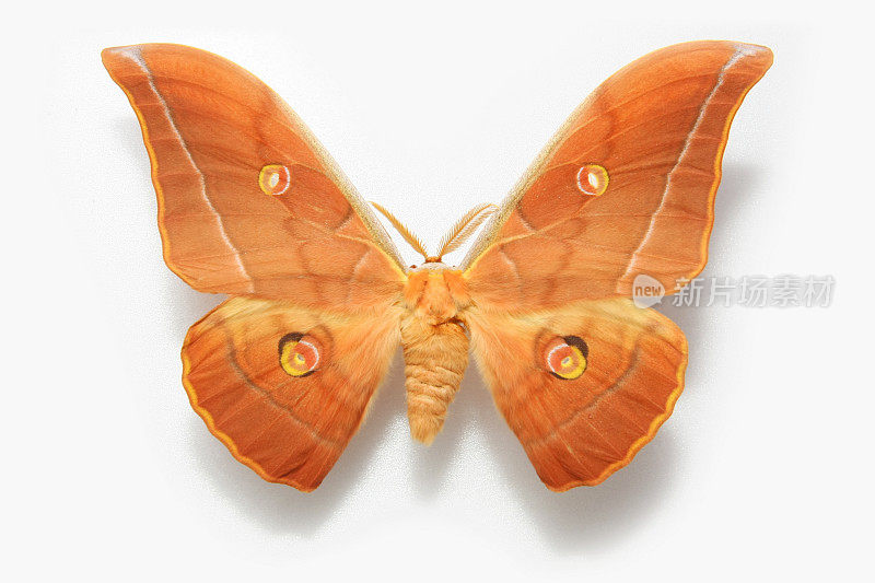 美丽的蝴蝶……Antheraea pernyi吉林